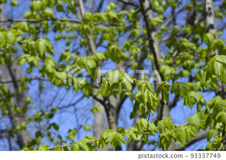 Mongolian lime Mongolian lime 93337749