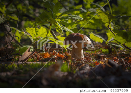 season porcini mushroom grow in forest 93337999