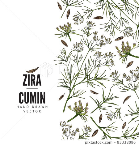 Seamless vertical border with hand drawn cumin sketch style Seamless vertical border with hand drawn cumin sketch style 93338096