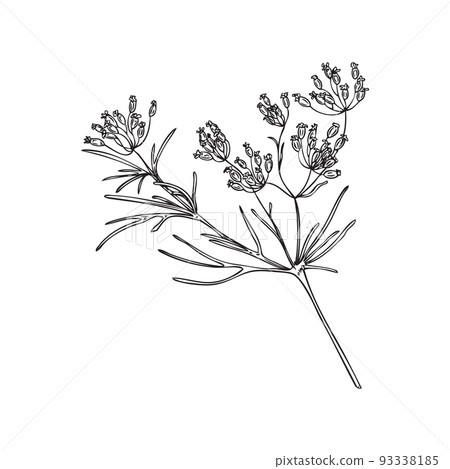 Hand drawn monochrome cumin plant sketch style, vector illustration Hand drawn monochrome cumin plant sketch style, vector illustration 93338185