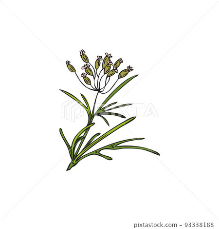 Hand drawn colorful cumin plant with growing flowers sketch style Hand drawn colorful cumin plant with growing flowers sketch style 93338188