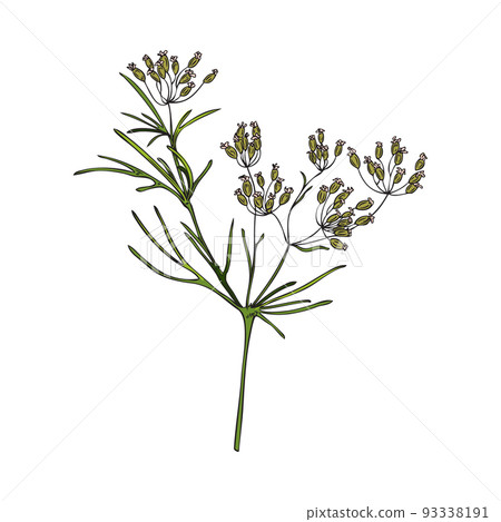 Hand drawn colorful cumin plant with little flowers sketch style Hand drawn colorful cumin plant with little flowers sketch style 93338191
