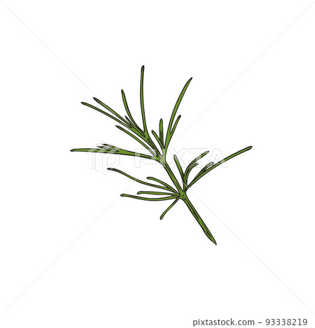Spicy herbal cumin leaves hand drawn engraved vector illustration isolated. Spicy herbal cumin leaves hand drawn engraved vector illustration isolated. 93338219