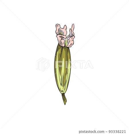 Hand drawn cumin flower head in bloom, colored sketch vector illustration isolated on white background. Hand drawn cumin flower head in bloom, colored sketch vector illustration isolated on white background. 93338221