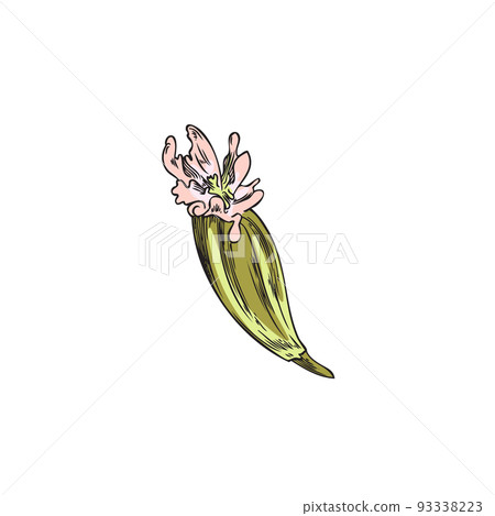 Cumin flower botanical detailed color image sketch vector illustration isolated. Cumin flower botanical detailed color image sketch vector illustration isolated. 93338223