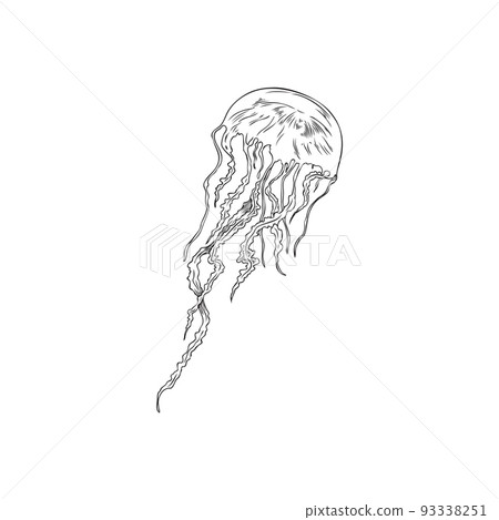 Hand drawn monochrome jellyfish sketch style, vector illustration Hand drawn monochrome jellyfish sketch style, vector illustration 93338251