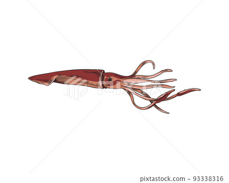 Hand drawn colored squid sketch style, vector illustration Hand drawn colored squid sketch style, vector illustration 93338316
