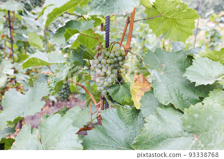 Ripe white grapes in vineyard. Autumn, sunny day, harvest time. Selective focus, copy space. Winegrowing concept 93338768
