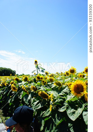 北海道北部城鎮的喜馬谷農場 93339300