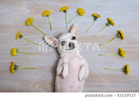 A small chihuahua dog poses lying on its back among bouquets of yellow dandelions and smiles. 93339537