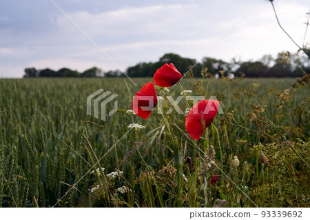 Selective focus on poppy flower, wild poppy flowers in summer meadow 93339692