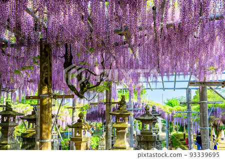 山田紫藤（紫藤花和轄區風景）``旅遊景點：山田日吉神社'' 93339695