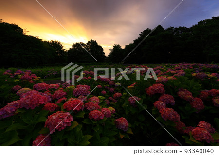Kitakami City, Iwate Prefecture Morning hydrangea flowers Kitakami City, Iwate Prefecture Morning hydrangea flowers 93340040