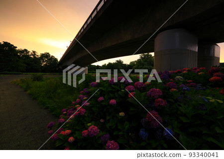 Kitakami City, Iwate Prefecture Morning hydrangea flowers 93340041
