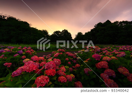 Kitakami City, Iwate Prefecture Morning hydrangea flowers 93340042