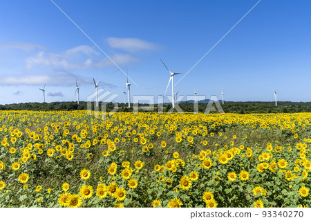 Nunobiki Kogen in summer Sunflowers in full bloom and windmills Koriyama City, Fukushima Prefecture Nunobiki Kogen in summer Sunflowers in full bloom and windmills Koriyama City, Fukushima Prefecture 93340270