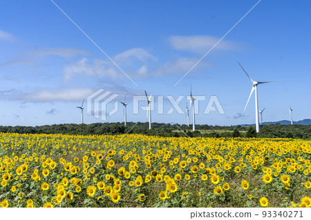 Nunobiki Kogen in summer Sunflowers in full bloom and windmills Koriyama City, Fukushima Prefecture Nunobiki Kogen in summer Sunflowers in full bloom and windmills Koriyama City, Fukushima Prefecture 93340271