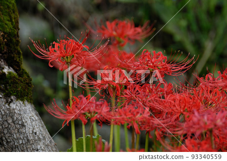 Cluster amaryllis blooming bright red Cluster amaryllis blooming bright red 93340559
