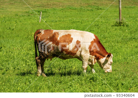 Brown and White Dairy Cow on a Mountain Pasture - Alps Slovenia 93340604
