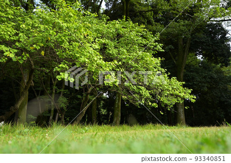 [Gunma Prefecture] Gunma Forest Plaza 93340851