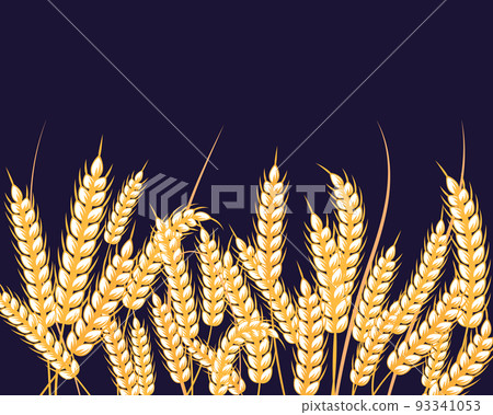 Ripe ears of wheat or rye on a blue background. Print, autumn background illustration, vector 93341053