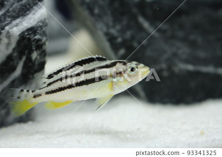 African cichlid yellow striped cichlid 93341325