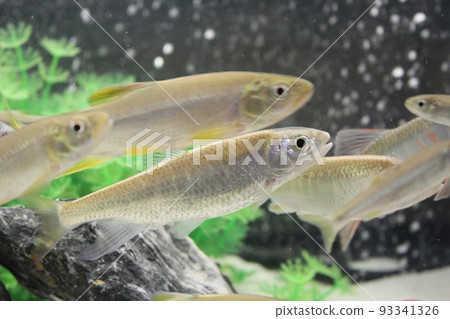 Oikawa, a swimming river fish Oikawa, a swimming river fish 93341326