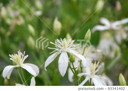 Senninso Senninso 93341402