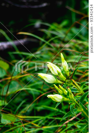 Toyakurindou blooming on Mt. Karamatsu in the Ushiro Tateyama Mountain Range in Nagano Prefecture 93341414