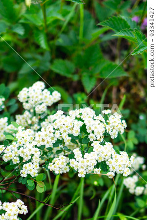 長野縣牛城立山山脈唐松岳盛開的沙丁魚毛茸茸 93341427
