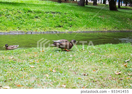 Duck on shore of reservoir in summer Duck on shore of reservoir in summer 93341455