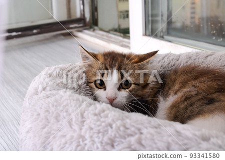 A little frightened kitten hid in home 93341580