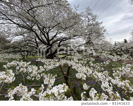 櫻桃樹和樹幹 93341633