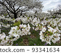 Bunch of cherry blossoms and flowers 93341634