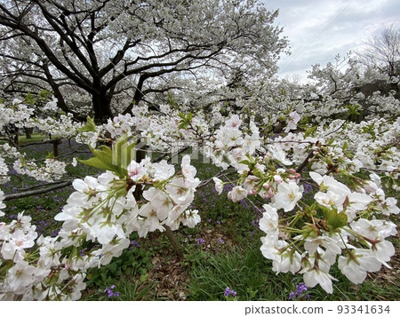 一束櫻花和鮮花 93341634