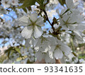 cherry blossoms and star 93341635