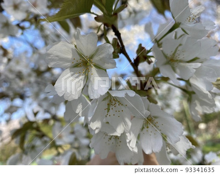 櫻花和星星 93341635