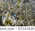 Cherry blossoms 93341636