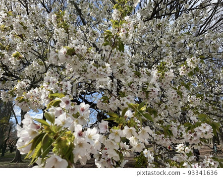 櫻花 櫻花 93341636