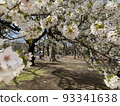 Cherry blossom tunnel 93341638