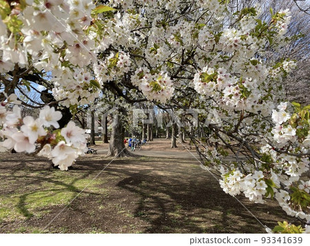 in the cherry blossom tunnel 93341639