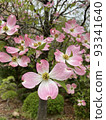 Dogwood 93341640