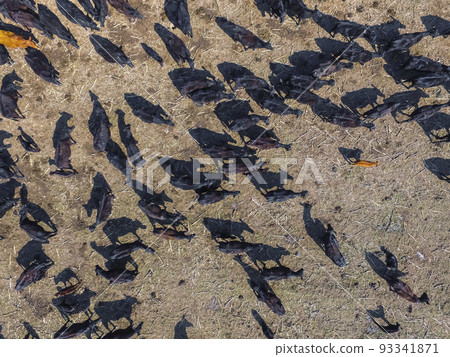 Troop of cows in the pampas field,Argentina 93341871