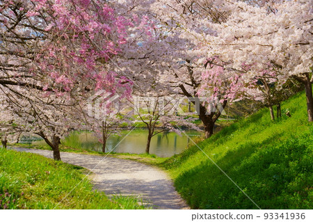 春天/櫻花盛開（筱山城）[兵庫縣丹波筱山市] 93341936