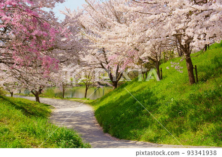 Spring/Cherry blossoms in full bloom (Sasayama - Stock