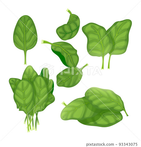 spinach green leaf set cartoon vector illustration 93343075