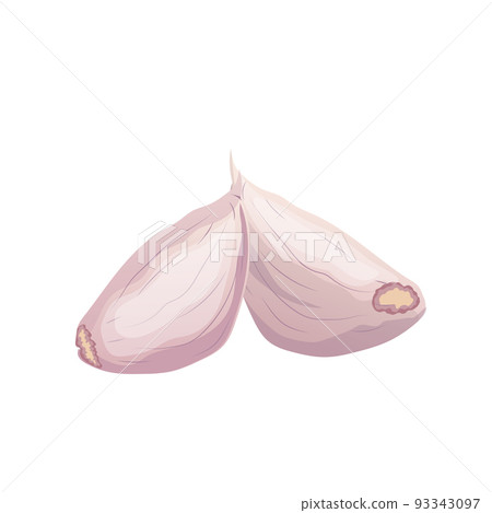 garlic cloves unpeeled cartoon vector illustration garlic cloves unpeeled cartoon vector illustration 93343097