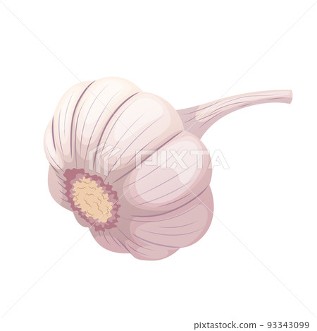 dry head of garlic cartoon vector illustration 93343099
