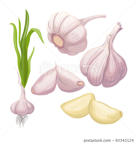 garlic food set cartoon vector illustration 93343124