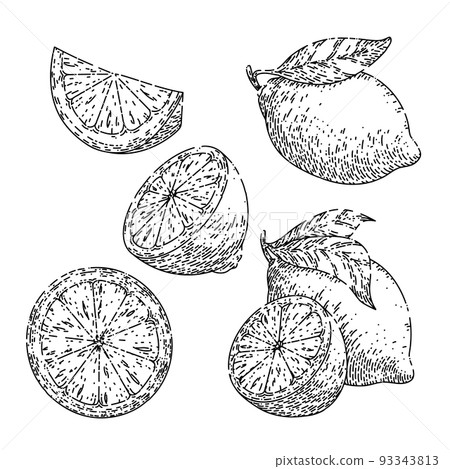 lemon yellow fruit set sketch hand drawn vector lemon yellow fruit set sketch hand drawn vector 93343813